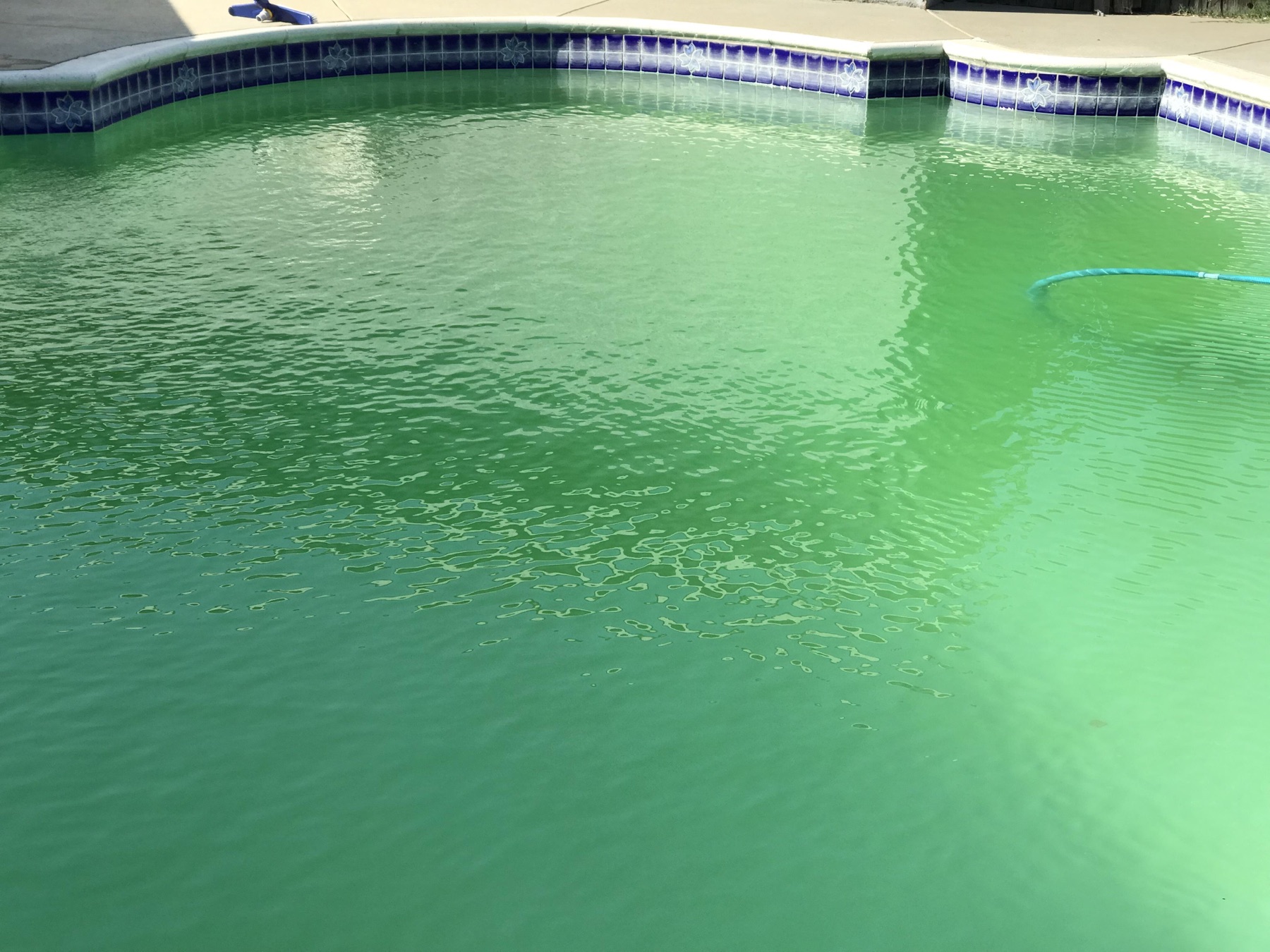 Concerned homeowner standing beside a green neglected pool while speaking on the phone.